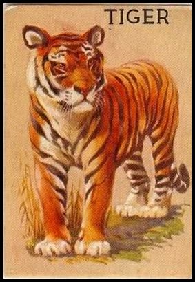 R15-1 Tiger.jpg